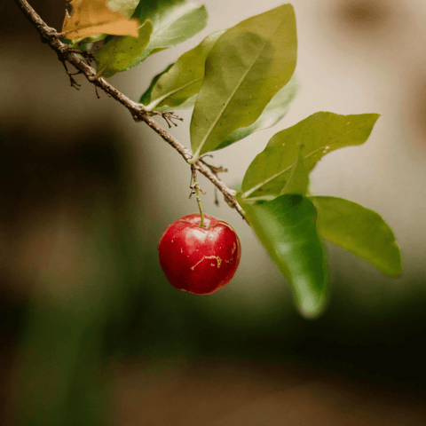 Vitamin C Kapseln Pure